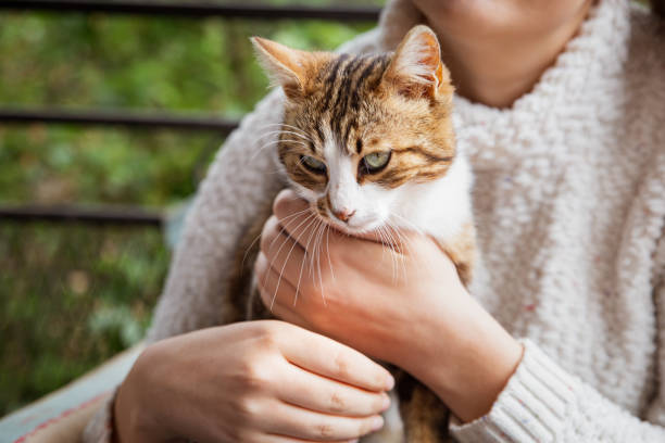istock Petting the cat 1239734999