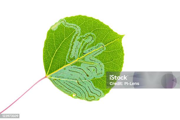 Aspen Leaf Miner Stock Photo - Download Image Now - Aspen Tree, Color Image, Cut Out