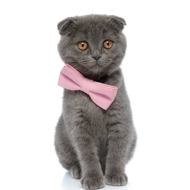 istock cute scotish fold cat wearing pink bowtie and looking away 1239736038