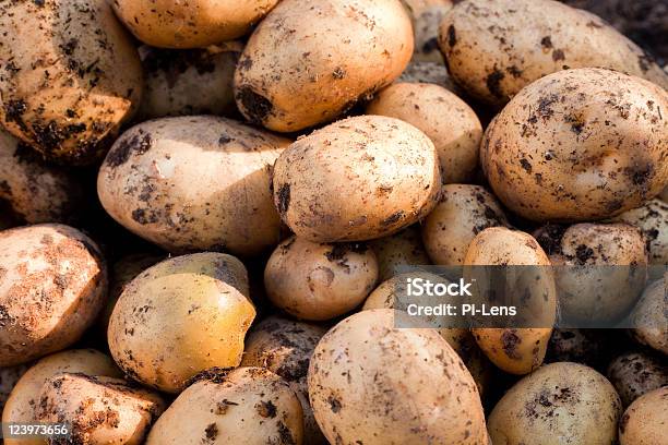 Papas Dorada Yukon Foto de stock y más banco de imágenes de Agricultura - Agricultura, Aire libre, Alimento