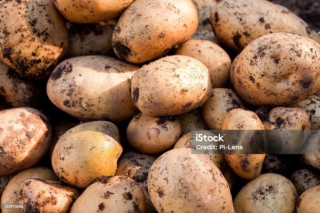 Batata Yukon Gold - Royalty-free Agricultura Foto de stock