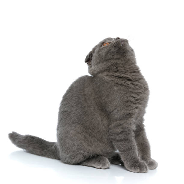 istock cute scotish fold pussycat looking up and sitting 1239740859