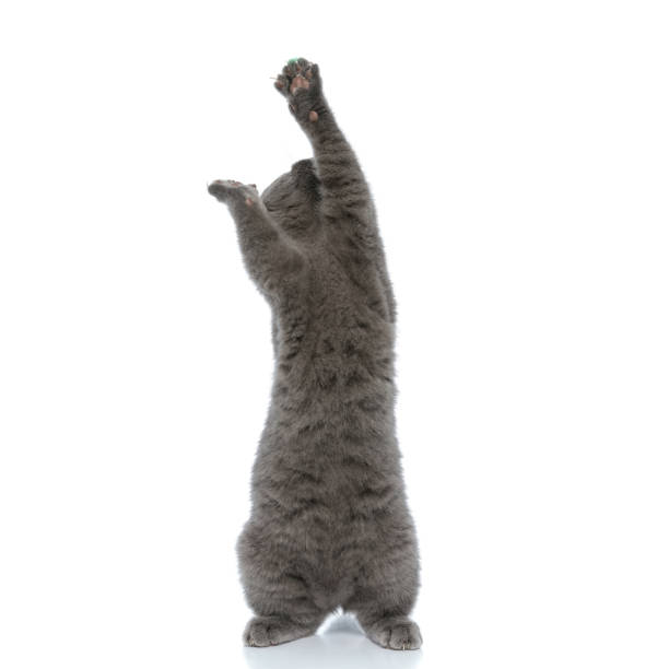 istock cute scotish fold kitty reaching and looking up 1239741576