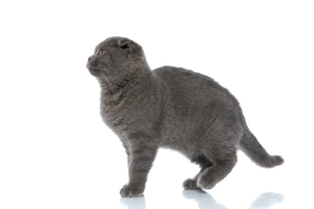 istock cute scotish fold cat looking to side and walking 1239741600