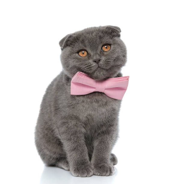 istock cute scotish fold kitty wearing pink bowtie and looking away 1239743236