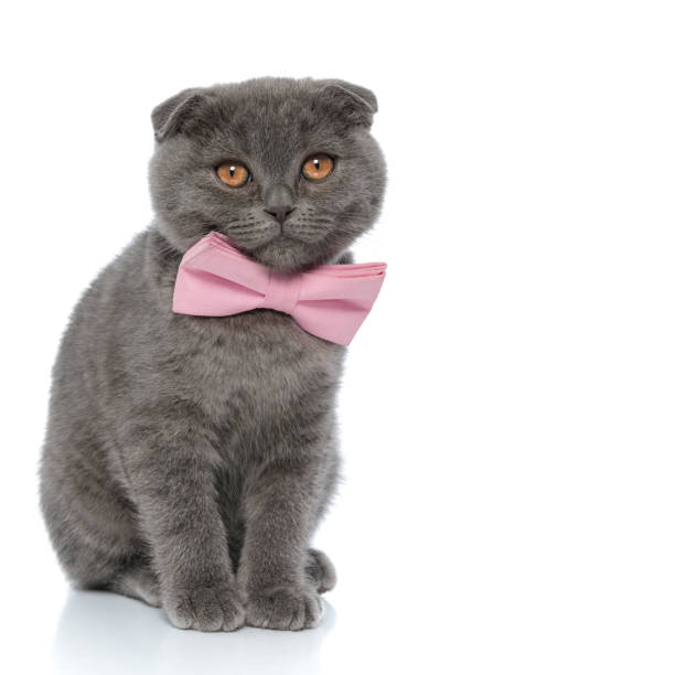 istock adorable scotish fold cat wearing pink bowtie 1239743744