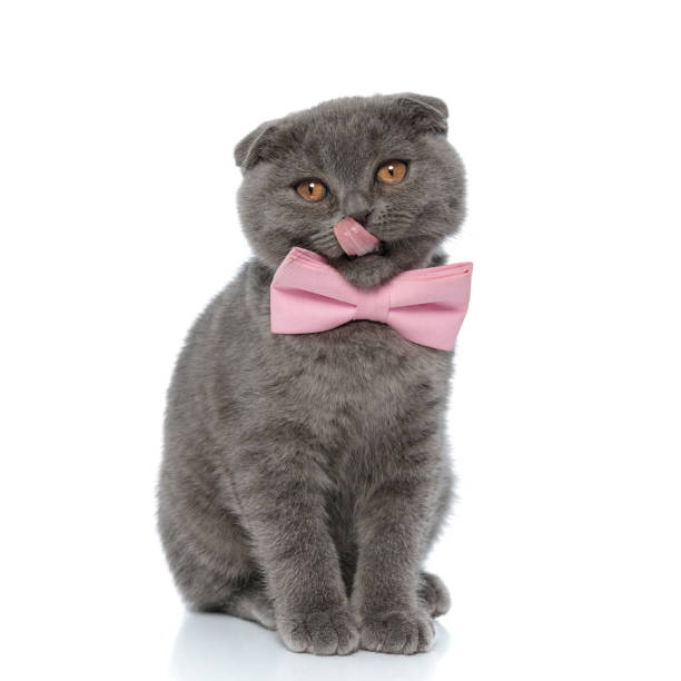 istock cute scotish fold kitty licking nose and wearing pink bowtie 1239743760