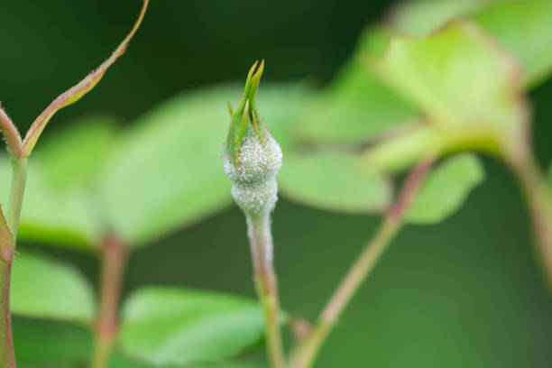 istock Rose Powdery Mildew on Rose Flower Bud 1239747540