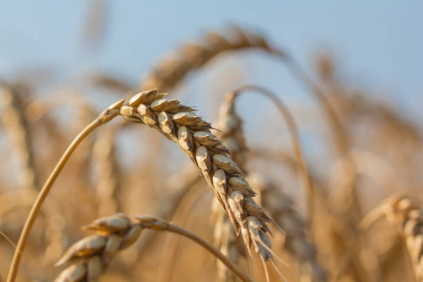 closeup wheat ear on a blue sky background