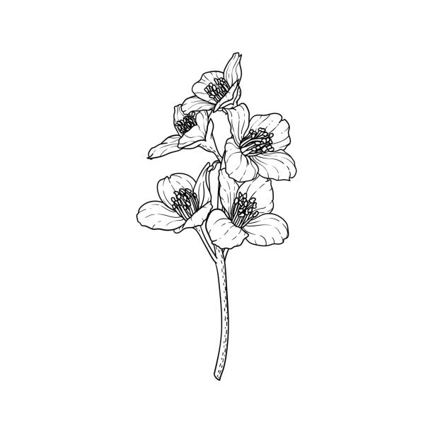 black and white branch flower jasmine outline isolated on background. Hand-draw contour line and strokes branch flowers. Design element for greeting card and invitation black and white branch flower jasmine outline isolated on background. Hand-draw contour line and strokes branch flowers. Design element for greeting card and invitation. jasmine flower bouquet stock illustrations