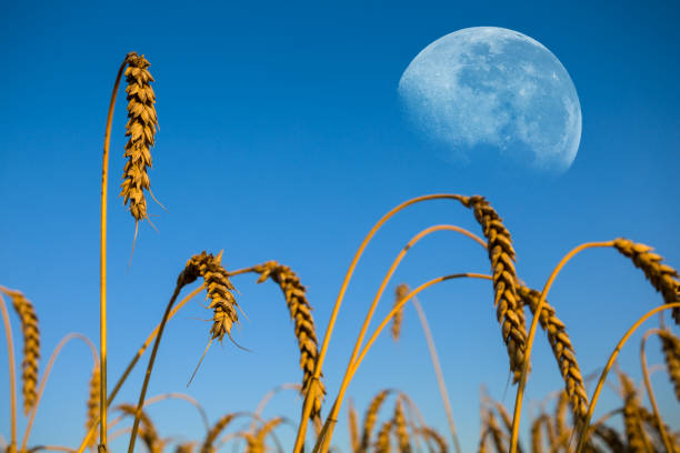 istock closeup wheat ears on a half moon background 1239753623