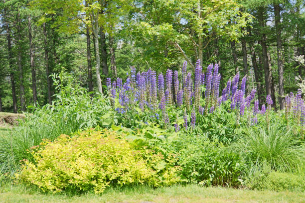 istock lupine field with blue flowers. 1239756544