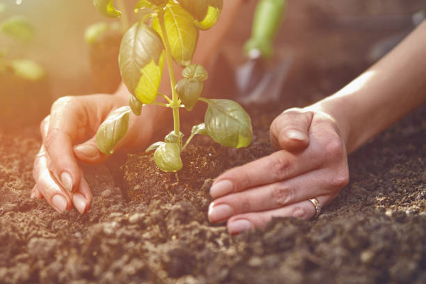 les mains d’une dame inconnue plantent de jeunes germes de basilic vert ou plantent dans un sol fertilisé. lumière du soleil, sol, petite pelle de jardin. plan rapproché - basil herb plant organic photos et images de collection