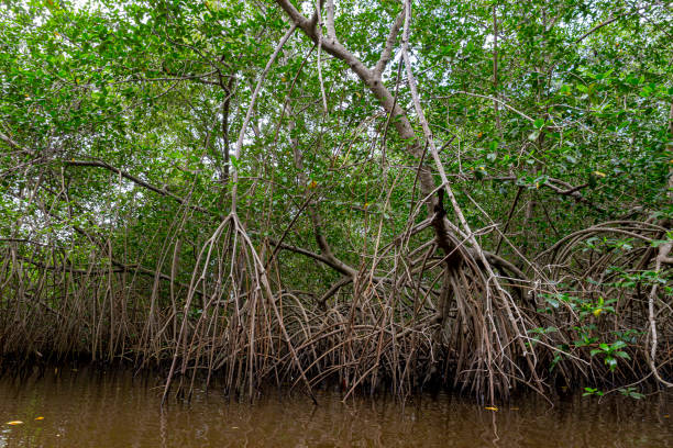 River in the forest with a mangrove trees
