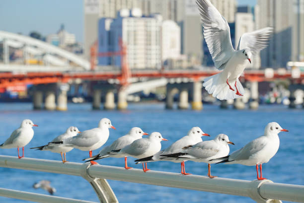 istock seagulls resting on the railing at harbour. 1239762174