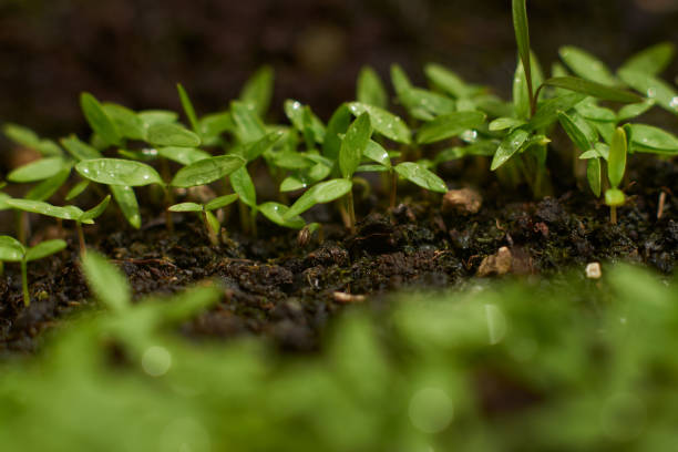 istock Close up shot of parsley sprouts 1239765527