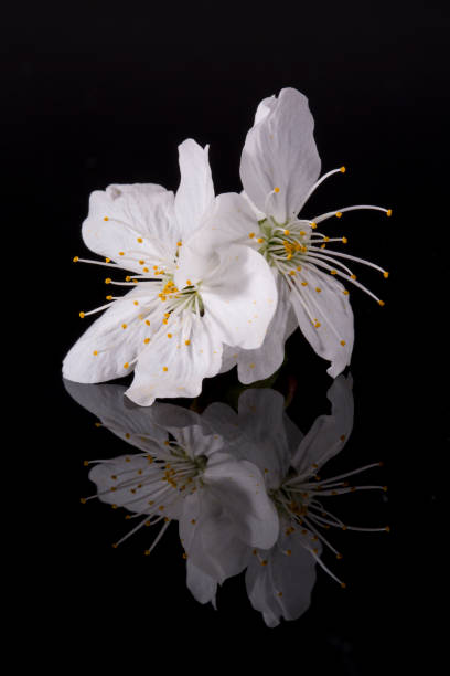 istock Apple tree blossom isolated on black background, close up. White delicate spring flowers. 1239767805