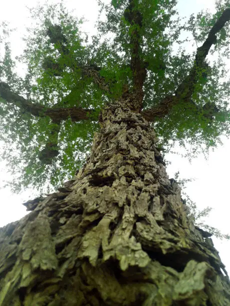 Photo of Bottom view of a tree in desert area of India