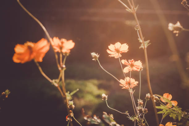 istock Cosmos, which is illuminated in the fall of sunset 1239774105