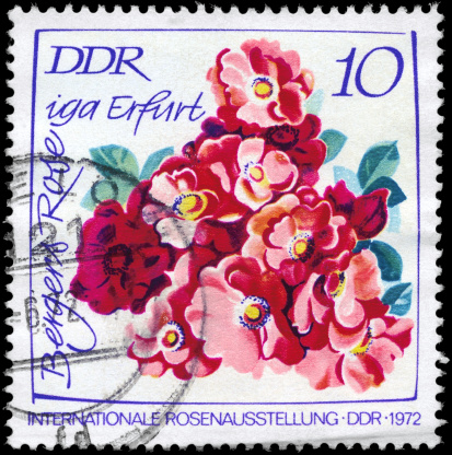 A Stamp printed in GDR shows image of a Berger