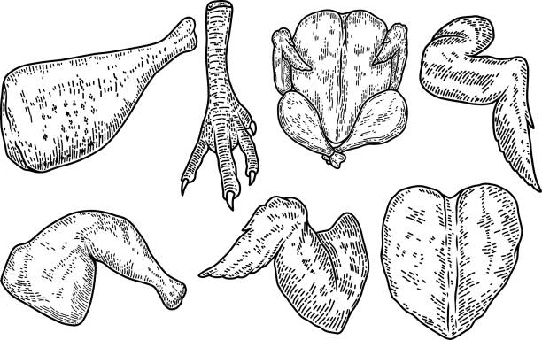 illustrazioni stock, clip art, cartoni animati e icone di tendenza di illustrazione di tagli di carne di pollo in stile incisione. ali di pollo, gambe.  elemento di design per etichetta, emblema, segno. illustrazione vettoriale - cooked chicken sketching roasted