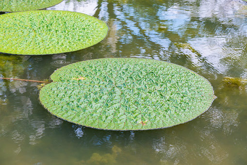 Lotus green leaf floating in the pond
