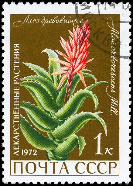 A Stamp printed in USSR shows the Aloe, with the description "Aloe arborescens", from the series "Medicinal Plants", circa 1972