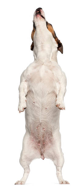 istock Jack Russell Terrier, three years old, standing, white background. 123978216