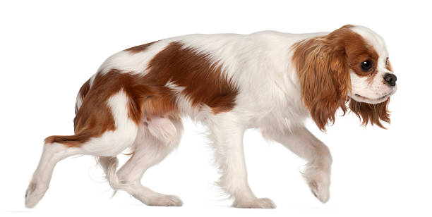 istock Cavalier King Charles Spaniel, nine months old, walking, white background. 123978222