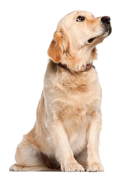 istock Golden Retriever, nineteen months old, sitting, white background. 123978237