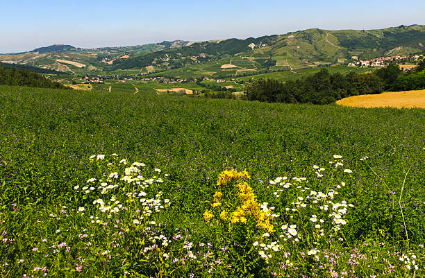 istock Landscape in the Oltrepo Pavese (Italy) 123978365