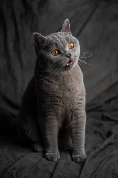 istock British short hair cat 1239788205
