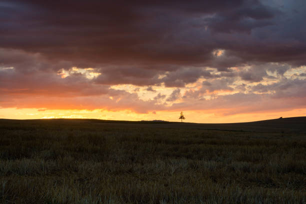 Pine tree on the hill with beautiful twilight sky