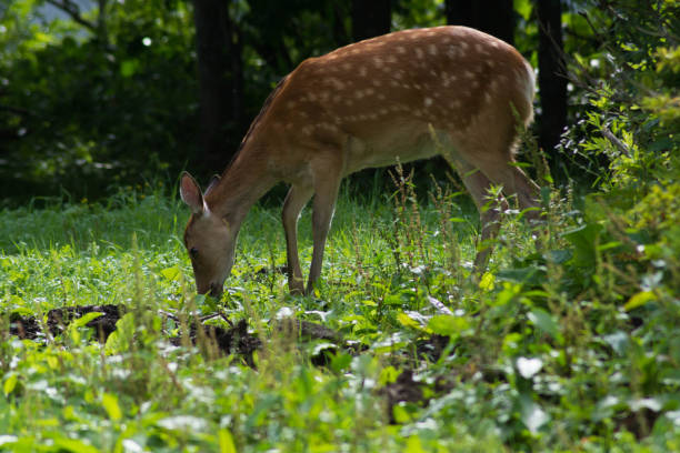 istock Wild deer in the forest in Hokkaido 1239793838