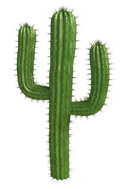 Very high resolution 3d rendering of a cactus isolated over white.