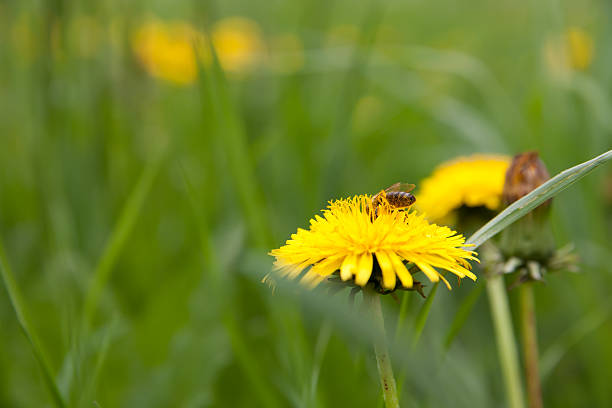 Bee on dandelion stock photo