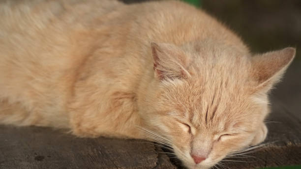 istock Close-up of a cat. Cat is sleeping 1239806824
