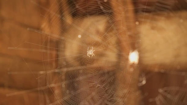 istock Spider in the middle of the web 1239807892