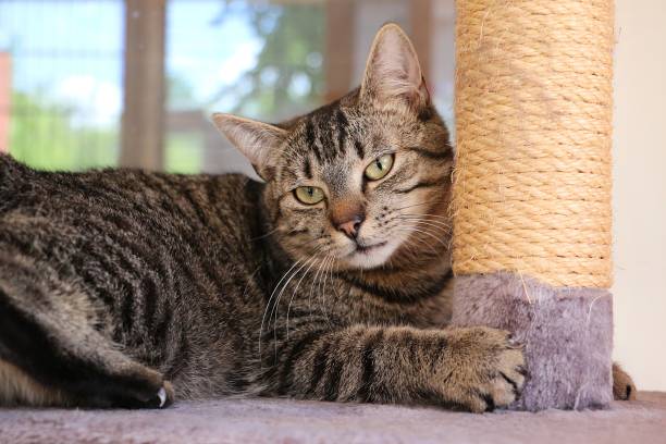 istock beautiful cat is lying on a scratching post 1239810628