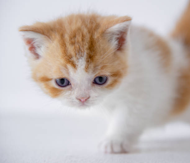istock Scottish Straight Breed Little Cat 1239812213