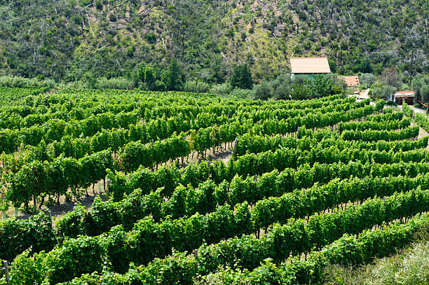 istock Vineyard along the Passo del Bracco 123981667