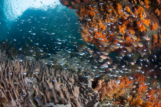istock Bright Reef Fish and Corals in Raja Ampat 1239818102