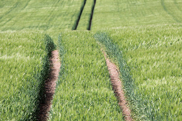 pista en un campo de maíz verde - fahrspur fotografías e imágenes de stock