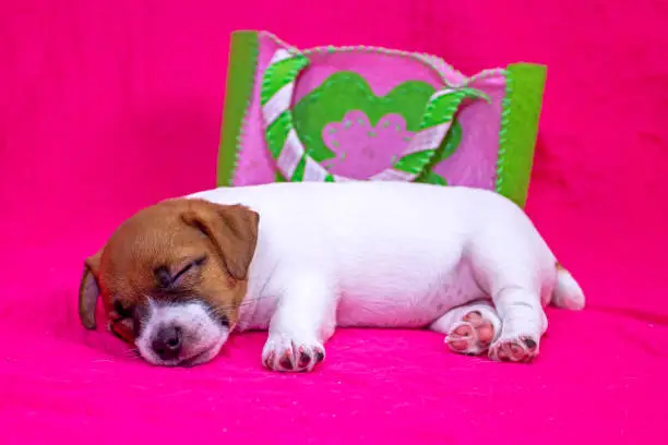 Photo of fashionista puppy jack russell terrier girl sleeping on a pink coverlet near a felt bag. Glamorous background. Going on a trip.