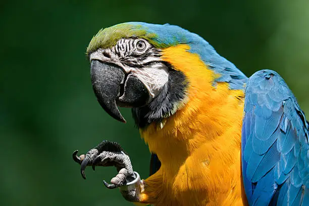 Photo of Portrait blue-and-yellow macaw - (Ara ararauna)