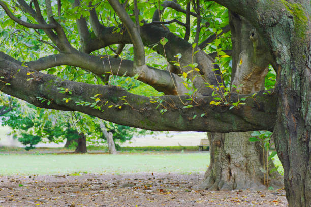 istock Landscape of the tree and leaves. 1239823973