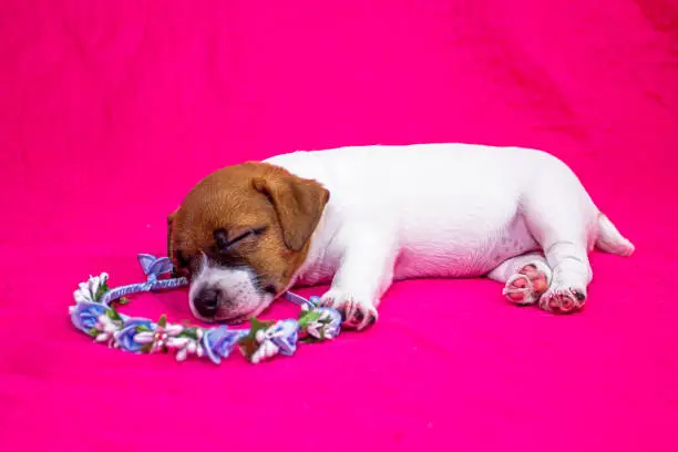 Photo of fashionista puppy jack russell terrier girl sleeping on a pink coverlet on a wreath of flowers. Glamorous background.