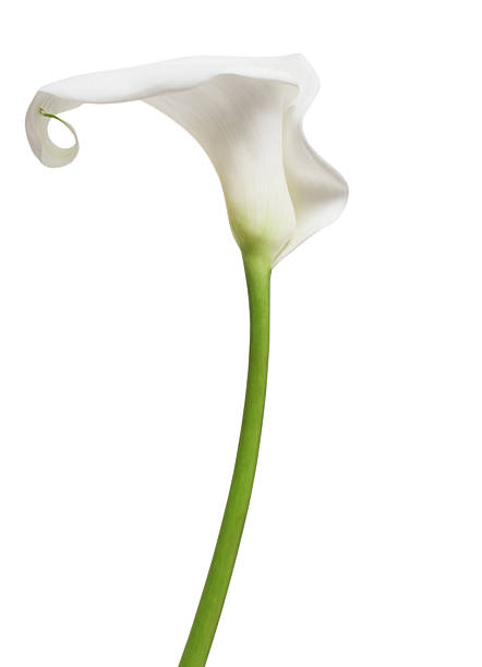 un giglio bianco cala - lily calla lily flower single flower foto e immagini stock