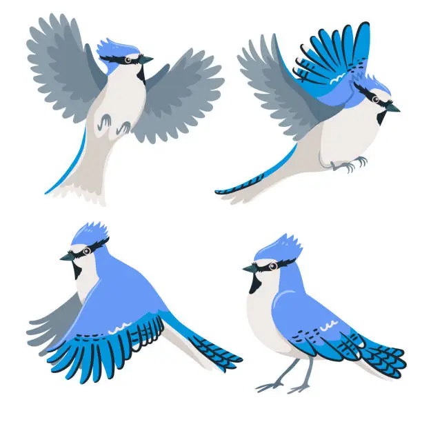 Vector illustration of Set of blue jays isolated on a white background. Vector graphics.