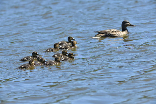 istock Flock of small duck babies floating on the pond 1239837980